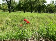 Гостинцеве з panoramio.com