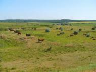 Кузнецове з panoramio.com