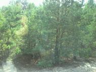 Майдан-Липненський - Останні фото