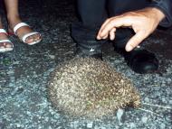 Івашковиця з panoramio.com