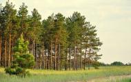 Буркути з panoramio.com