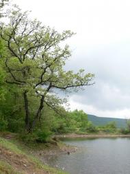 Синапне з panoramio.com