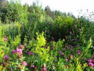 Лучківка з panoramio.com