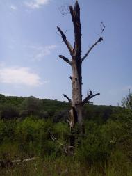 Піщане з panoramio.com