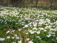 Яменець з panoramio.com