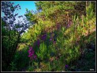 Три Копці з panoramio.com