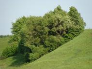 Кодаки з panoramio.com