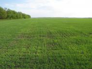 Яцьки з panoramio.com