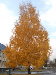 Турійськ з panoramio.com