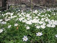 Яменець з panoramio.com