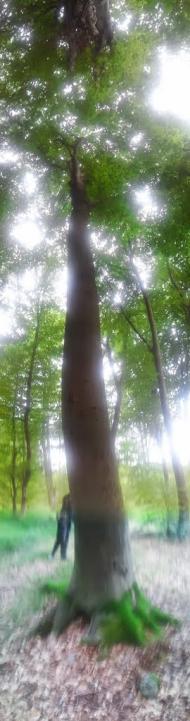 Шумляни - Останні фото