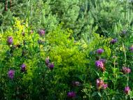 Лучківка з panoramio.com