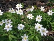 Яменець з panoramio.com