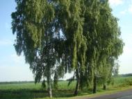 Лохвиця з panoramio.com