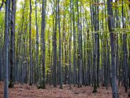 Ільниця з panoramio.com