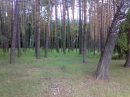 Дзюбівка з panoramio.com