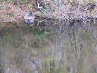 Кам'яне з panoramio.com