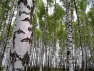 Пилиповичі з panoramio.com