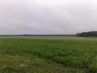 Свинарин з panoramio.com