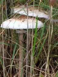 Масківці з panoramio.com