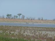 Чайкине - Останні фото