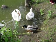 Ямпіль з panoramio.com