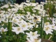 Яменець з panoramio.com