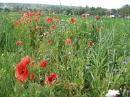 Соснівка з panoramio.com