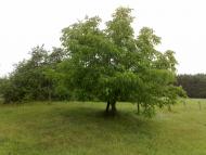 Свинарин з panoramio.com