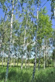 Привільне - Останні фото