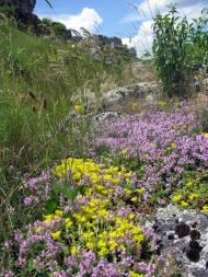 Івахнівці з panoramio.com