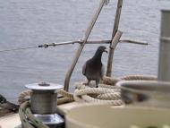 Василівка з panoramio.com