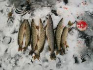 Рідний край