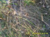 Джуринці з panoramio.com