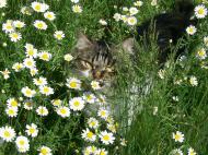 Рідний край