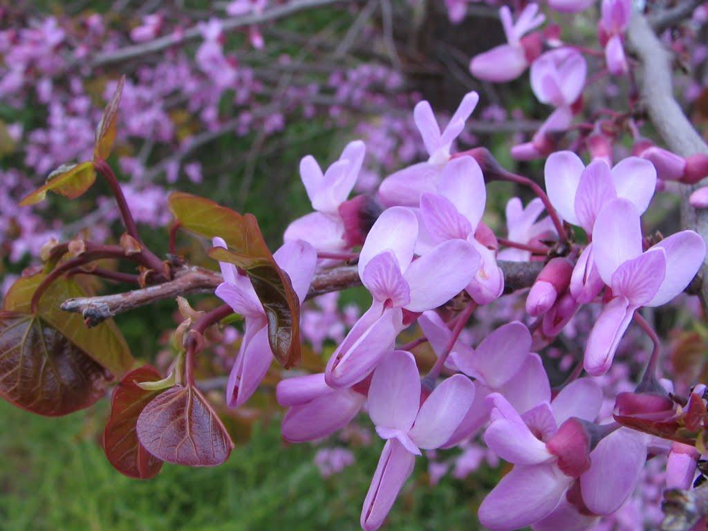 Совєтський з panoramio.com - Совєтський