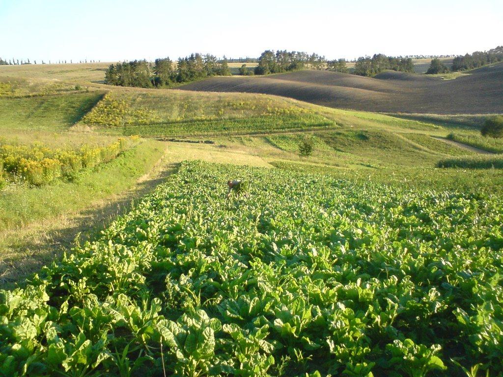 М'якоти з panoramio.com - М'якоти