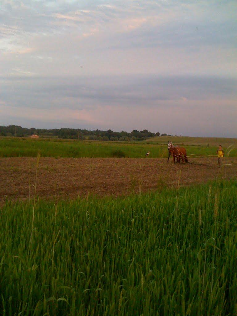 Замок з panoramio.com - Замок