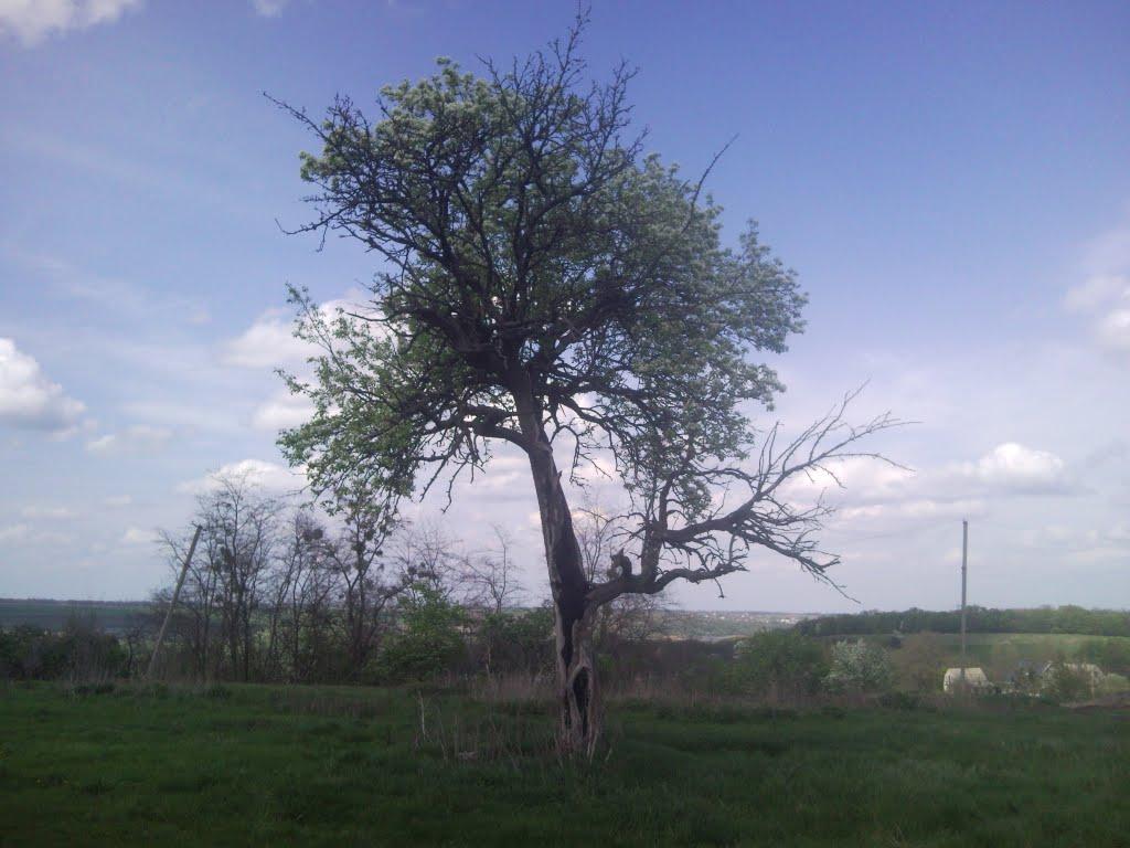 Гусачівка з panoramio.com - Гусачівка