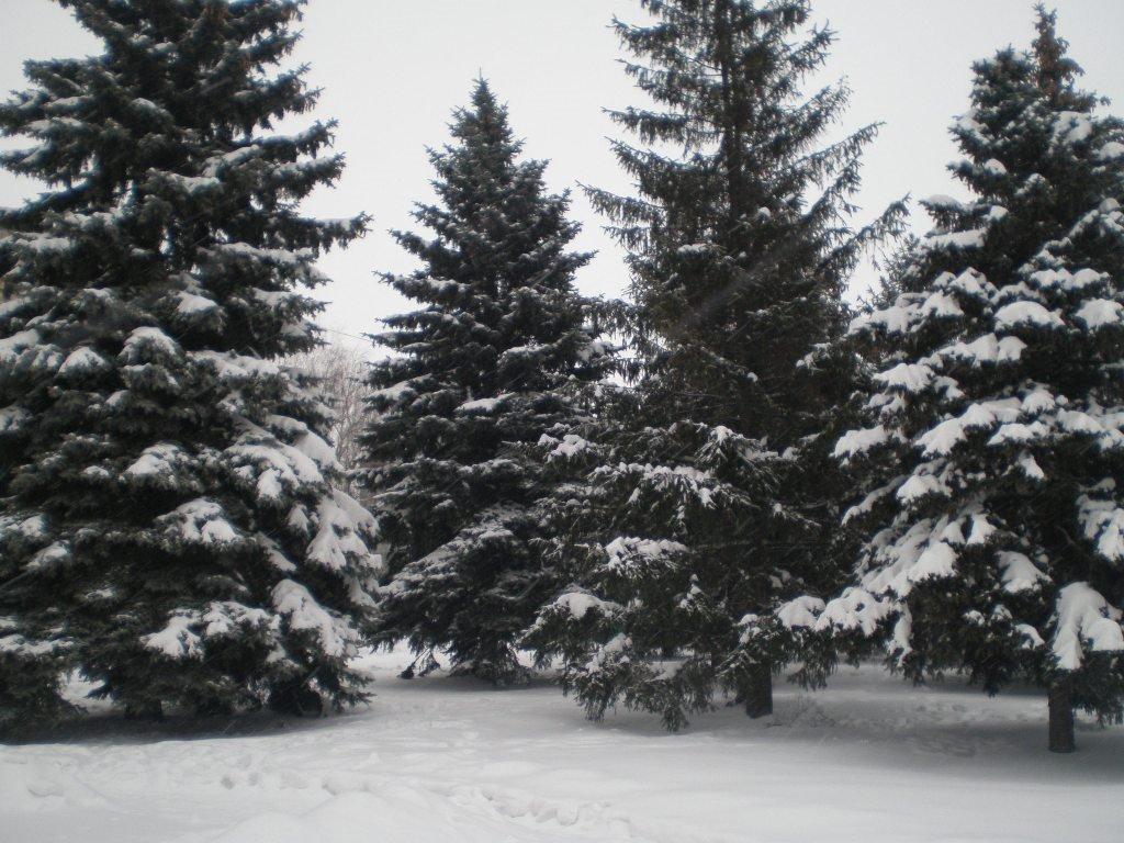 Петропавлівка з panoramio.com - Петропавлівка