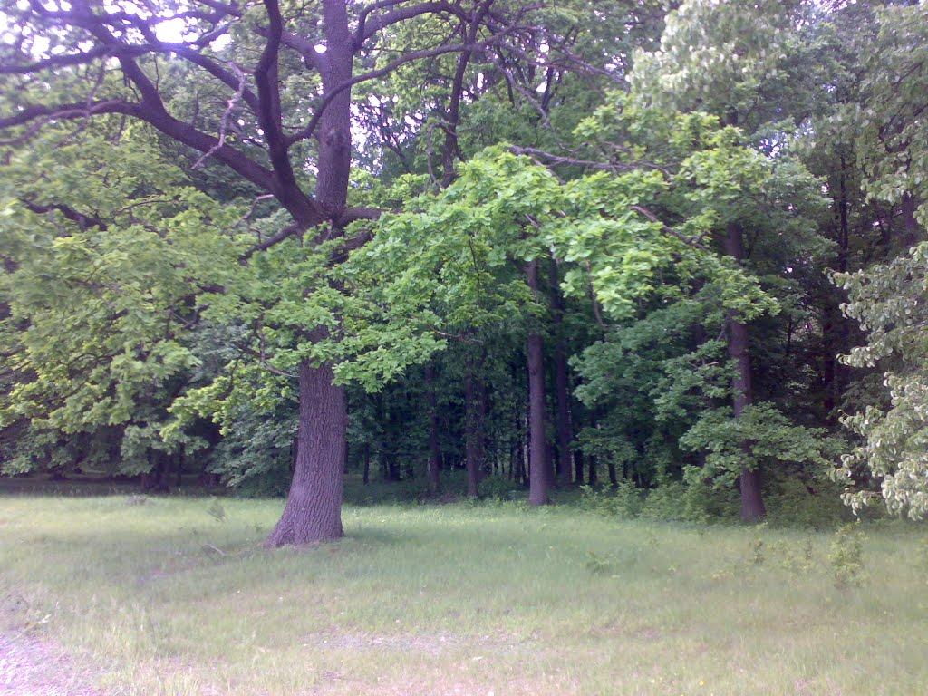 Дзюбівка з panoramio.com - Дзюбовка