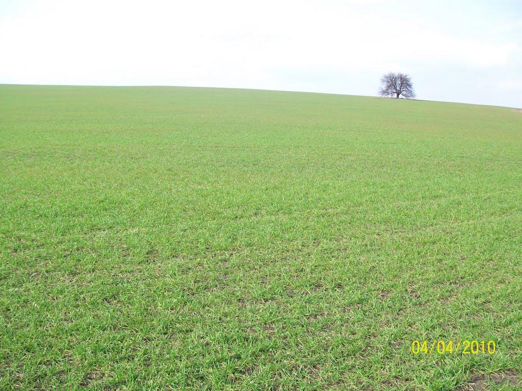 Сміла з panoramio.com (ч.2) - Смела