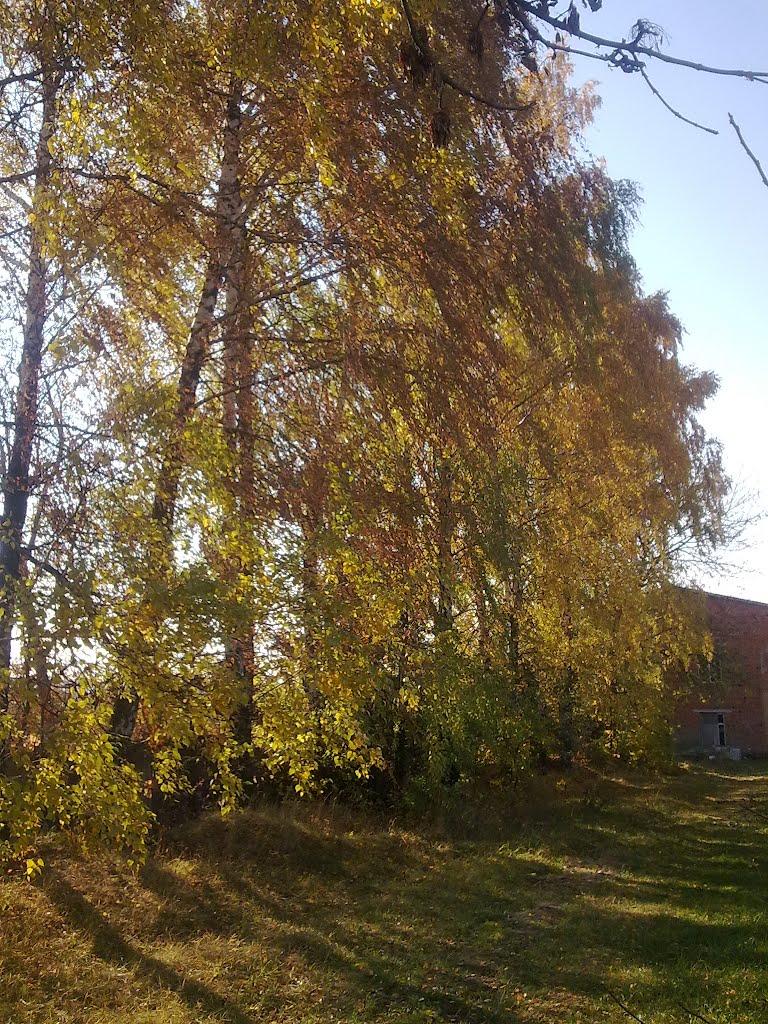 Віньківці з panoramio.com - Віньківці