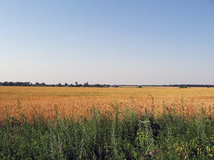 Ціпки з panoramio.com - Цепки