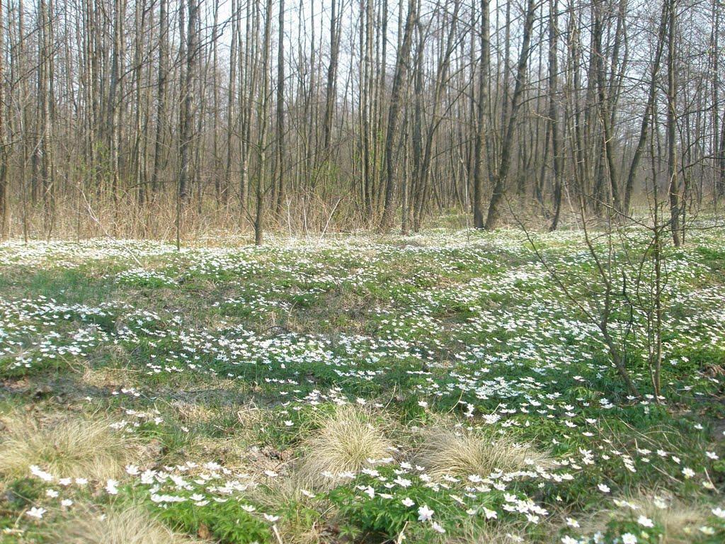 Яменець з panoramio.com - Яменець