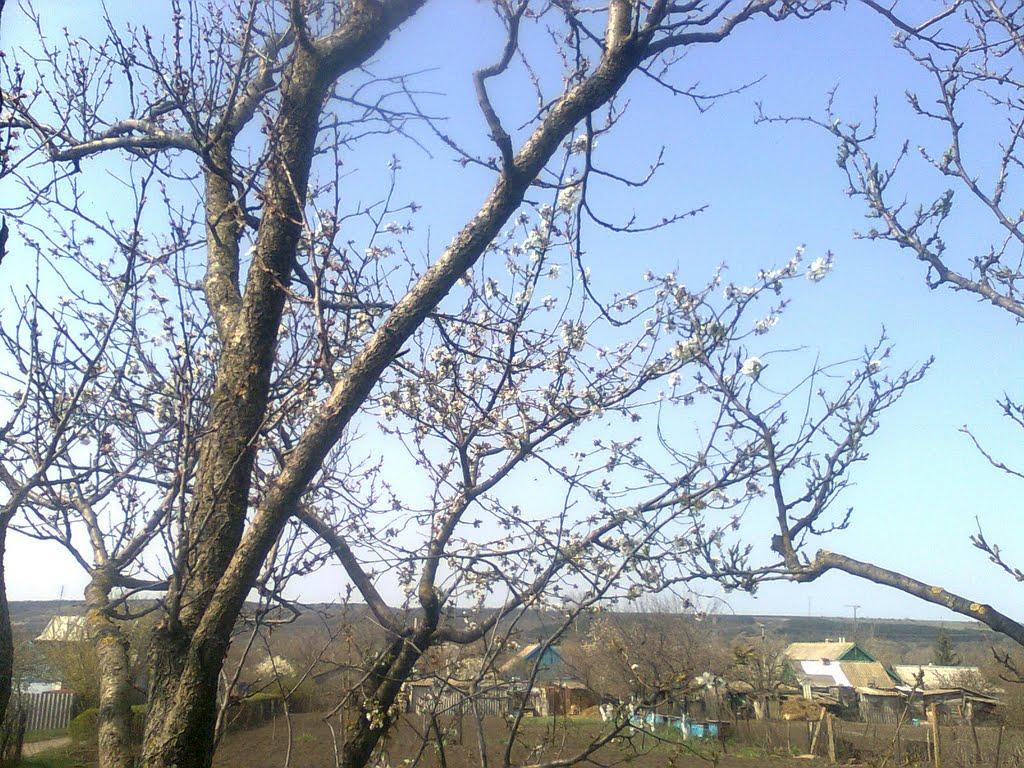 Цебрикове з panoramio.com - Цебрикове