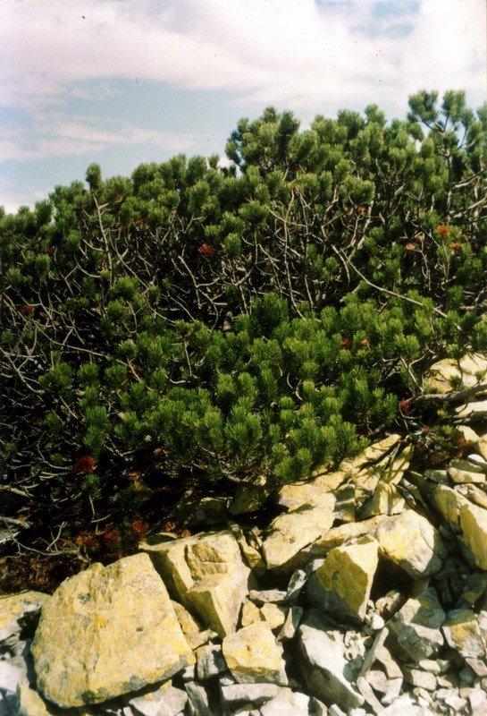 Осмолода з panoramio.com (ч.2) - Осмолода