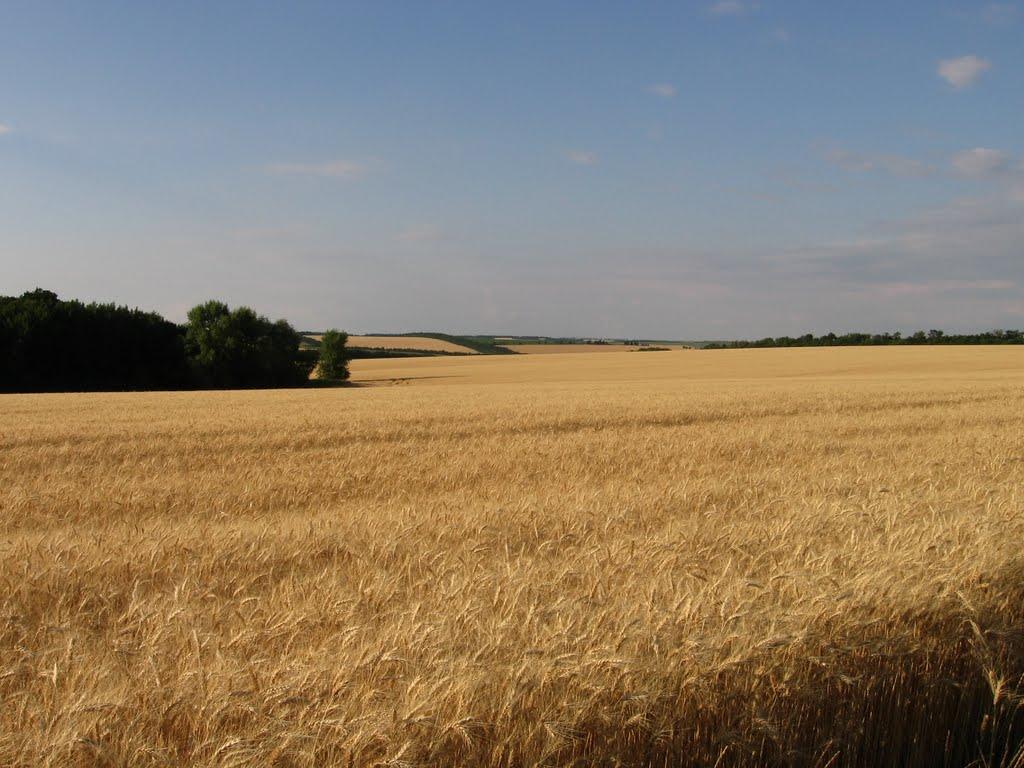 Манцівка з panoramio.com - Манцевка