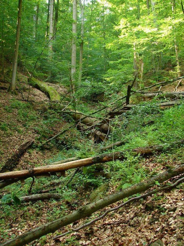 Стричава з panoramio.com - Стричава