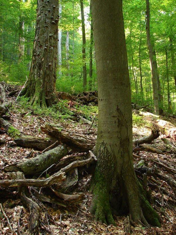 Стричава з panoramio.com - Стричава
